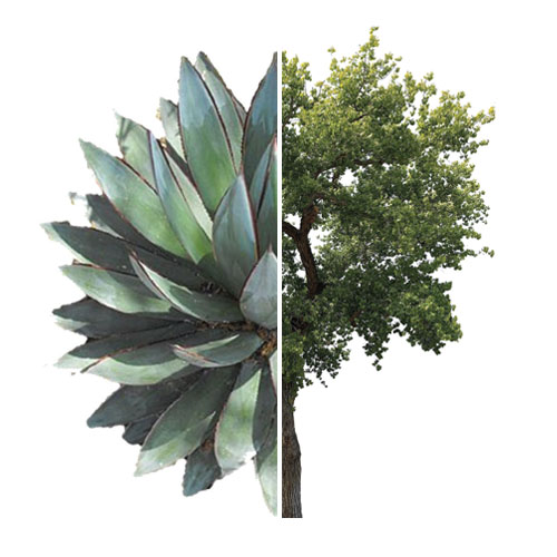 UNM LA Plant Graphics Library